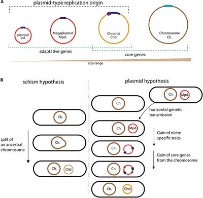 Replicate Once Per Cell Cycle: Replication Control of Secondary Chromosomes